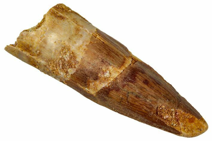 Juvenile Fossil Spinosaurus Tooth - Real Dinosaur Tooth #348719